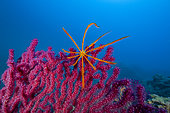 Feather star or crinoid on Seafan, Red Gorgonian (Paramuricea clavata). Ventimiglia, Italy, Ligurian Sea, Mediterranean