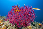 Feather star or crinoid on Seafan, Red Gorgonian (Paramuricea clavata). Ventimiglia, Italy, Ligurian Sea, Mediterranean