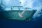 Jellyfish (Pelagia noctiluca) passing under the diving boat. Ventimiglia, Italy, Ligurian Sea, Mediterranean