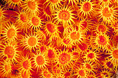 Details of Yellow Cluster Anemone (Parazoanthus axinellae), Ventimiglia, Italy, Ligurian Sea, Mediterranean