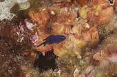 Damselfish or Mediterranean chromis (Chromis chromis) juvenile. Ventimiglia, Italy, Ligurian Sea, Mediterranean