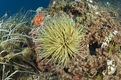 Snakelocks anemone (Anemonia viridis) Ventimiglia, Italy, Ligurian Sea, Mediterranean