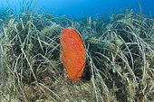 Noble pen shell (Pinna nobilis) covered with red sponge. Ventimiglia, Italy, Ligurian Sea, Mediterranean