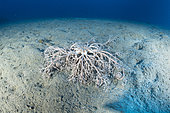Basket star (Astrospartus mediterraneus) moving on sea floor, Ventimiglia, Italy, Ligurian Sea, Mediterranean