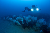 Technical divers using underwater scooter fly overa field of Broad seafan or Warty gorgonian (Eunicella verrucosa) and Red Gorgonian (Paramuricea clavata). Ventimiglia, Italy, Ligurian Sea, Mediterranean