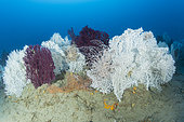 Basket star (Astrospartus mediterraneus) on Broad seafan or Warty gorgonian (Eunicella verrucosa) and Red Gorgonian (Paramuricea clavata). Ventimiglia, Italy, Ligurian Sea, Mediterranean
