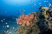 Great rockfish, (Scorpaena scrofa) Ventimiglia, Italy, Ligurian Sea, Mediterranean