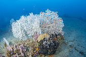 Basket star (Astrospartus mediterraneus) on Broad seafan or Warty gorgonian (Eunicella verrucosa) Ventimiglia, Italy, Ligurian Sea, Mediterranean