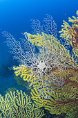 Basket star (Astrospartus mediterraneus) on Seafan, Bicolor Red Gorgonian (Paramuricea clavata). Ventimiglia, Italy, Ligurian Sea, Mediterranean