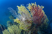 Basket star (Astrospartus mediterraneus) on Seafan, Bicolor Red Gorgonian (Paramuricea clavata). Ventimiglia, Italy, Ligurian Sea, Mediterranean