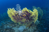Basket star (Astrospartus mediterraneus) on Seafan, Bicolor Red Gorgonian (Paramuricea clavata). Ventimiglia, Italy, Ligurian Sea, Mediterranean