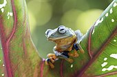 Grenouille volante (Rhacophorus reinwardtii) sur une feuille