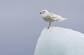 Iceland Gull (Larus glaucoides), side view of an immature standing on an iceberg, Southern Region, Iceland
