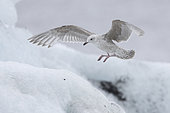 Iceland Gull (Larus glaucoides), side view of a juvenile in flight, Southern Region, Iceland
