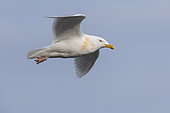 Glaucous Gull (Larus hyperboreus leuceretes), side view of an adult in flight, Western Region, Iceland