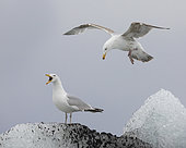 Herring Gull (Larus argentatus), immature in flight landing close to an adult, Southern Region, Iceland