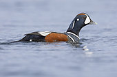 Harlequin Duck (Histrionicus histrionicus), side view of an adult male swimming Northeastern Region, Iceland
