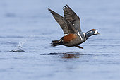 Harlequin Duck (Histrionicus histrionicus), side view of an adult male at take-off, Northeastern Region, Iceland