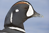 Harlequin Duck (Histrionicus histrionicus), close-up of an adult male, Northeastern Region, Iceland