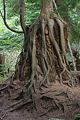 Exposed roots of a western red cedar (Thuja plicata) in a park in North Vancouver, British Columbia, Canada.
