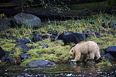 Female kermode bear (Ursus americanus kermodei) with cub in spirit bear forest, Great bear rainforest, Gribbell Island, British Columbia, Canada