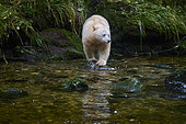 Ours kermode (Ursus americanus kermodei) femelle dans la forêt de l'ours esprit, Great bear rainforest, Gribbell Island, Colombie Britannique, Canada