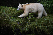 Female kermode bear (Ursus americanus kermodei) in spirit bear forest, Great bear rainforest, Gribbell Island, British Columbia, Canada