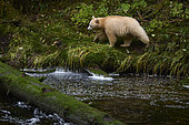 Female kermode bear (Ursus americanus kermodei) in spirit bear forest, Great bear rainforest, Gribbell Island, British Columbia, Canada