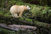 Female kermode bear (Ursus americanus kermodei) in spirit bear forest, Great bear rainforest, Gribbell Island, British Columbia, Canada