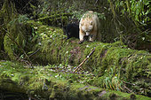 Female kermode bear (Ursus americanus kermodei) in spirit bear forest, Great bear rainforest, Gribbell Island, British Columbia, Canada