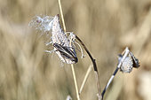 Twostriped grasshopper (Melanoplus bivittatus) on a plant, Kamloops, British Columbia