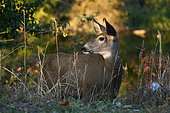 Female black-tailed deer (Odocoileus hemionus), Kamloops, British Columbia, Canada