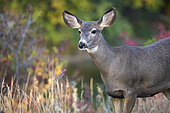Female black-tailed deer (Odocoileus hemionus), Kamloops, British Columbia, Canada