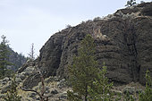 California Bighorn Sheep (Ovis canadensis californiana) female in the mountains, Kamloops, British Columbia, Canada