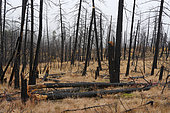 Vegetation after a fire the previous year, burnt forest, Kamloops, British Columbia