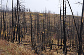 Vegetation after a fire the previous year, burnt forest, Kamloops, British Columbia