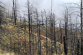 Vegetation after a fire the previous year, burnt forest, Kamloops, British Columbia