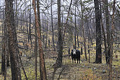 Vegetation after a fire the previous year, cow in a burnt forest, Kamloops, British Columbia