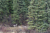 Black-tailed deer (Odocoileus hemionus) male and female at forest edge, Kamloops, British Columbia, Canada