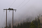 Bald Eagle (Haliaeetus leucocephalus) nesting on roadside utility poles, Kamloops, British Columbia, Canada
