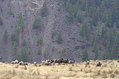 California Bighorn Sheep (Ovis canadensis californiana) group on a mountain plateau, Kamloops, British Columbia, Canada