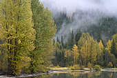 Forest in autumn, 2 Bald Eagles (Haliaeetus leucocephalus) in a tree, Pemberton, British Columbia, Canada