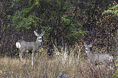 Black-tailed deer (Odocoileus hemionus) male and female at forest edge, Kamloops, British Columbia, Canada