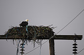 Bald Eagle (Haliaeetus leucocephalus) nesting on roadside utility poles, Kamloops, British Columbia, Canada