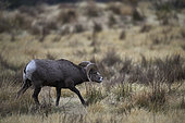 California Bighorn Sheep (Ovis canadensis californiana) male in early rut, Kamloops, British Columbia, Canada