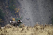 California Bighorn Sheep (Ovis canadensis californiana) male in early rut, Kamloops, British Columbia, Canada