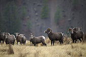 California Bighorn Sheep (Ovis canadensis californiana) group on a mountain plateau, Kamloops, British Columbia, Canada