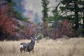 Black-tailed deer (Odocoileus hemionus) male in autumn, Kamloops, British Columbia, Canada