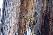 Douglas squirrel (Tamiasciurus douglasii) on a trunk, Pemberton, British Columbia, Canada