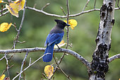Steller's Jay (Cyanocitta stelleri) on a branch in autumn,Pemberton, British Columbia, Canada
